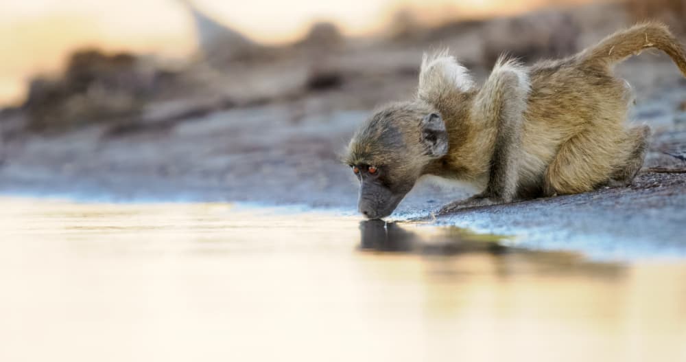 Young Baboon Drinking Water by Serge Grop — canvas wall art