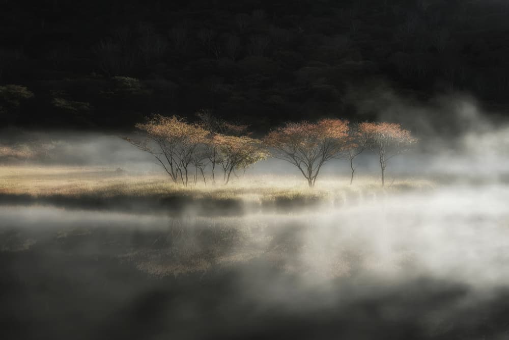 Trees in Morning Mist by Daiki Suzuki — canvas wall art