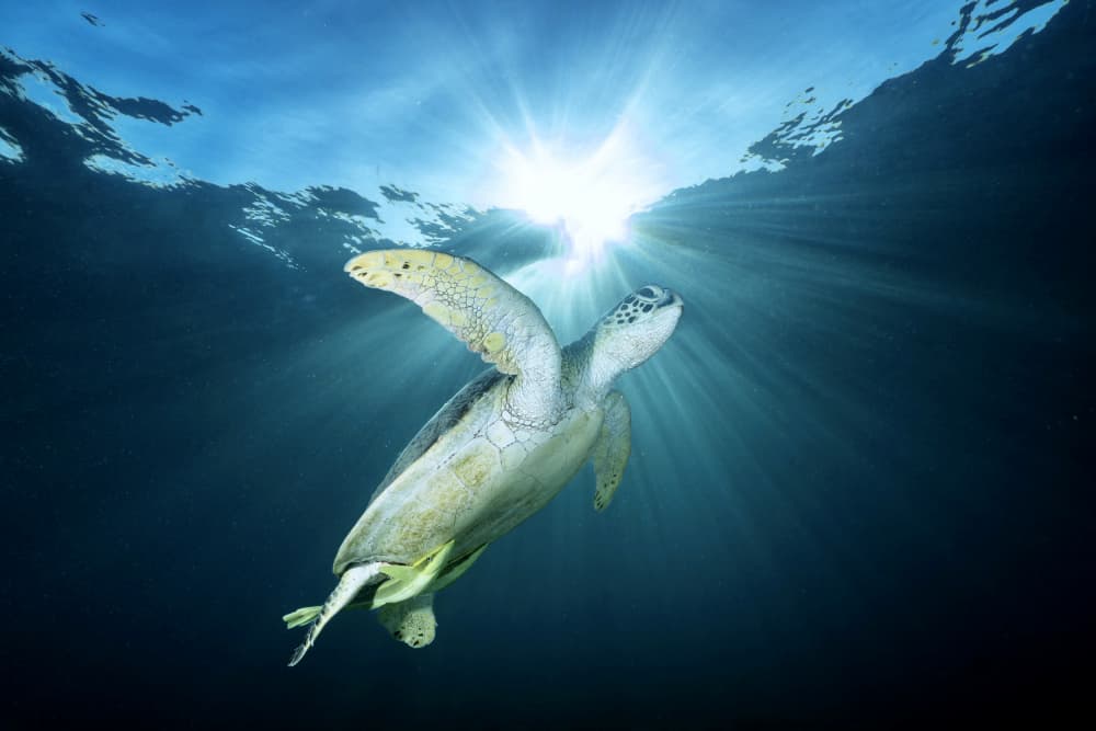 Sea Turtle Sunlight Swim by Serge Melesan — canvas wall art