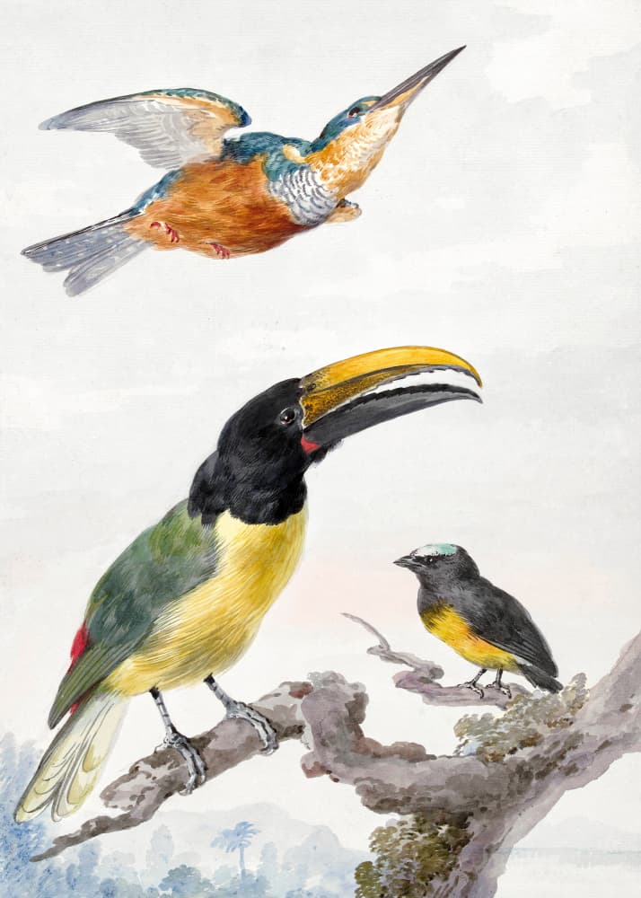 Three Birds  a Kingfisher, a Prince Von Wied's Toucan and an Sparrow by Aert Schouman — canvas wall art