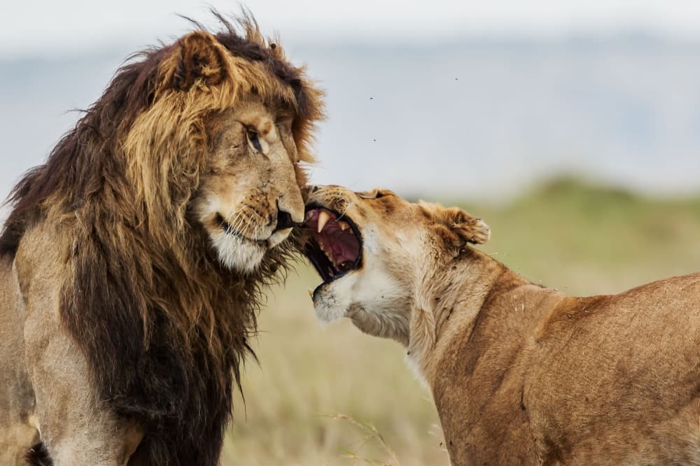 Intense Lion Interaction by Massimo Mei — canvas wall art