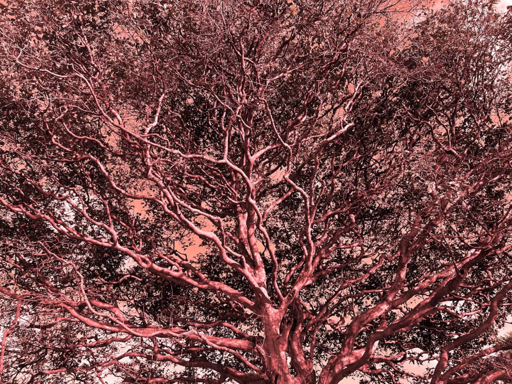 Dramatic Red Canopy by Santhosh ch — canvas wall art