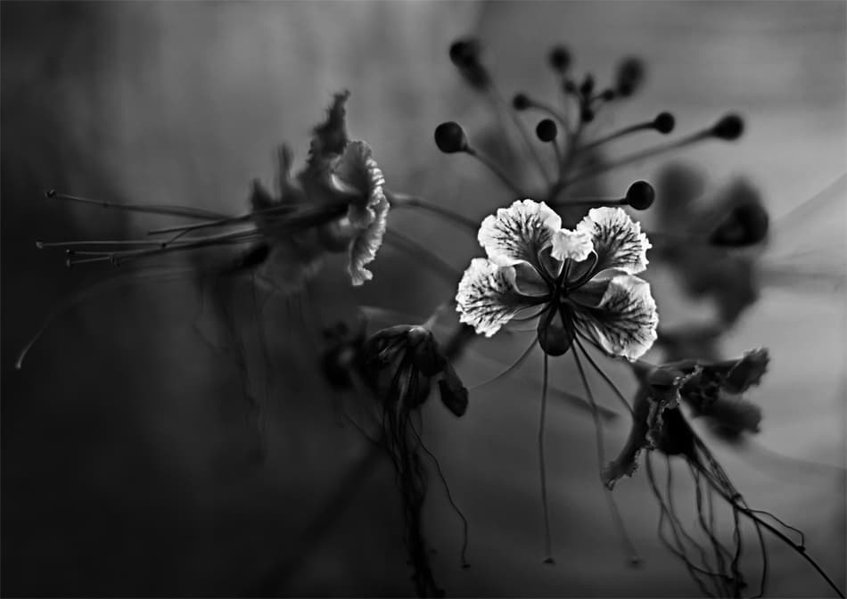 Delicate Monochrome Bloom by willem — canvas wall art