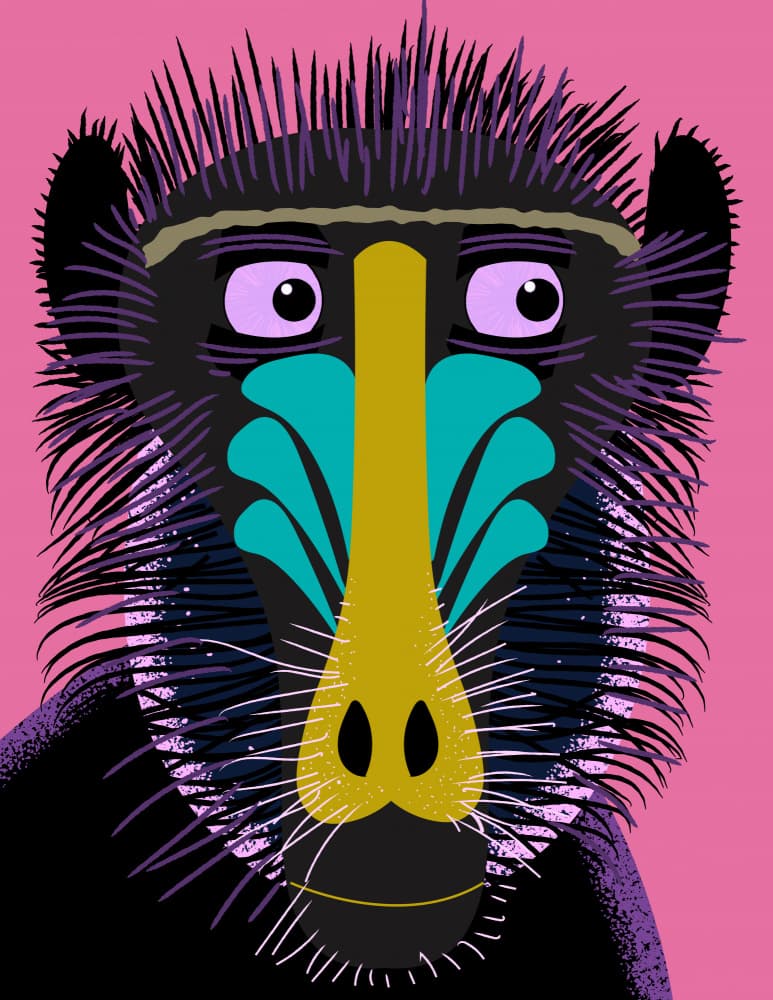 Vibrant Mandrill Portrait by Nicholas — canvas wall art