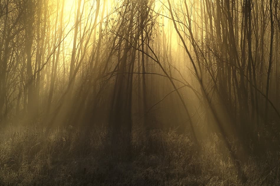 Sunlit Misty Forest by Allan Wallberg — canvas wall art