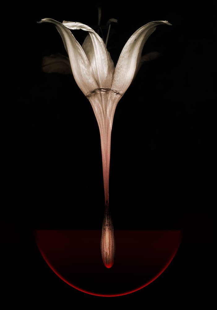 Passionate Lily Wine by Johan Lilja — canvas wall art