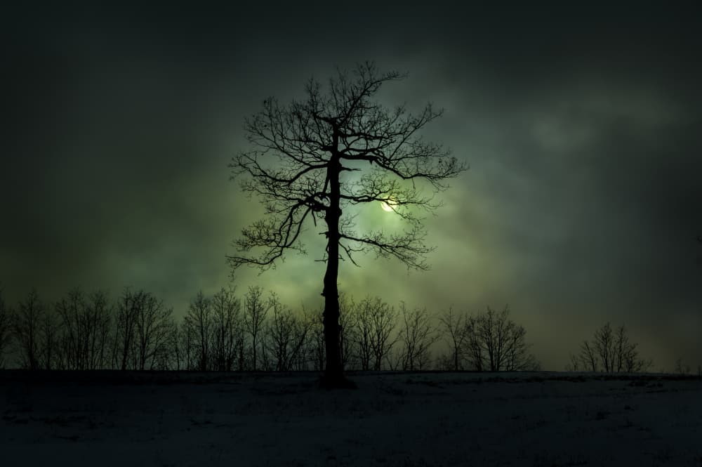 Mysterious Winter Tree by Alessandro Traverso — canvas wall art