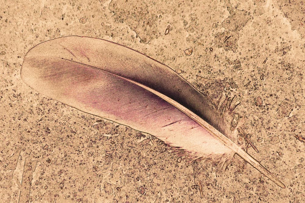 Delicate Feather Sketch by Santhosh ch — canvas wall art