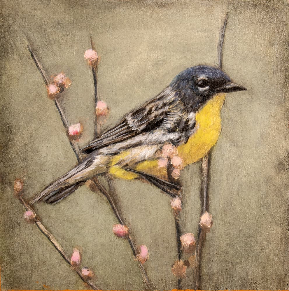 Yellow Warbler on Branch by Claire Lerner — canvas wall art