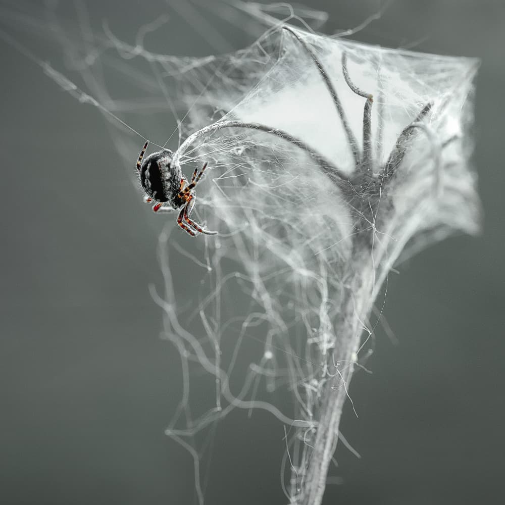 Delicate Spider Web by Nicolae  Stefanel Rusu — canvas wall art
