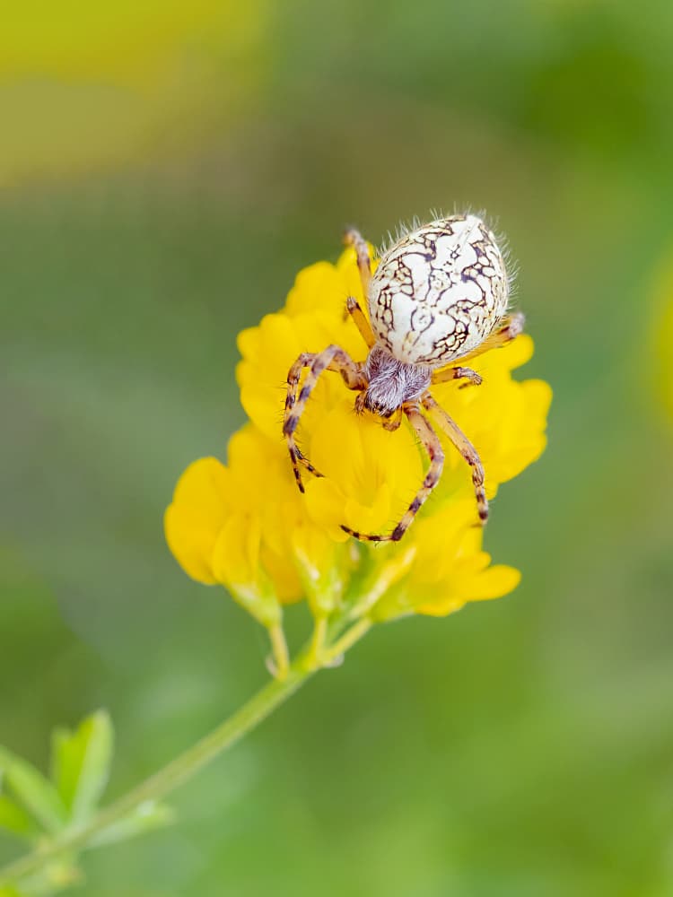 White Spider Yellow Bloom by Udrea Dan — canvas wall art