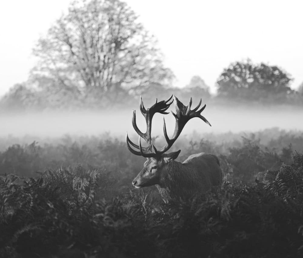 Misty Forest Stag by Robert Fabrowski — canvas wall art