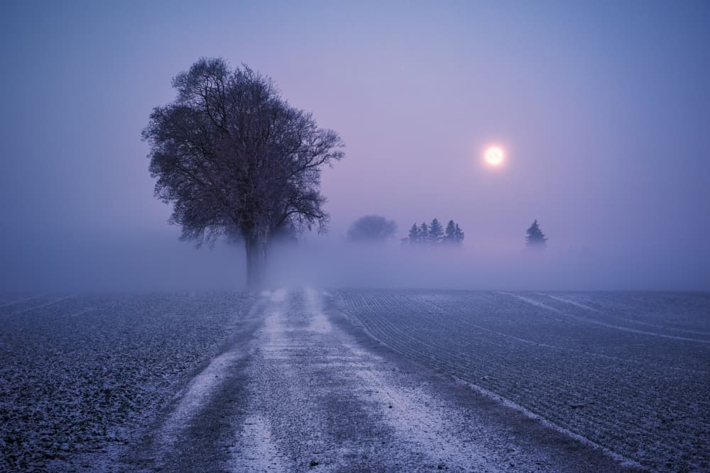 Moonlit Path by Stefan Hefele — canvas wall art