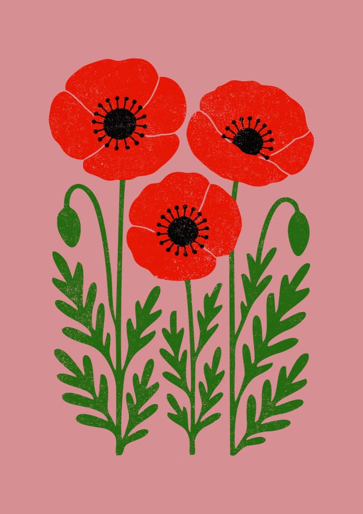 Red Poppies Bloom