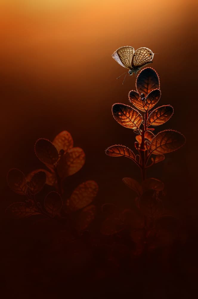 Golden Glow Butterfly by Edy Pamungkas — canvas wall art
