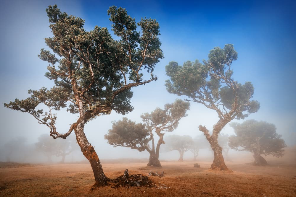 Ancient Misty Forest Trees by Adrian Popan — canvas wall art
