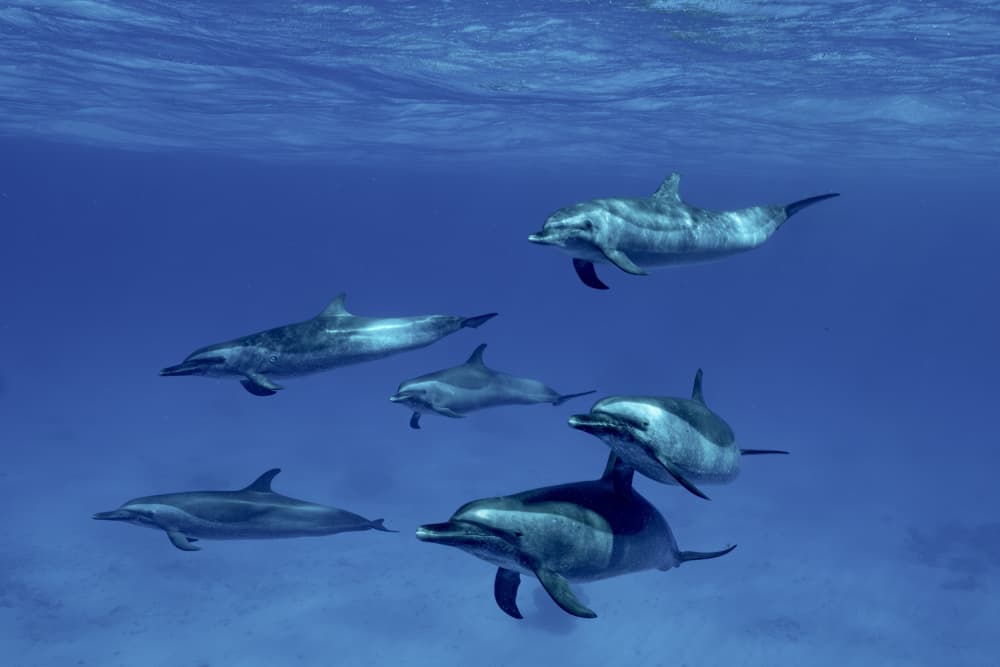 Dolphins Swimming Underwater by Serge Melesan — canvas wall art