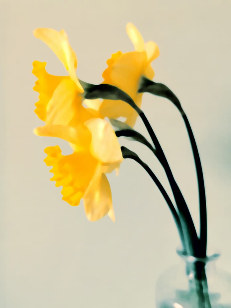 Fresh Spring Daffodils by Angelo Cerantola — canvas wall art