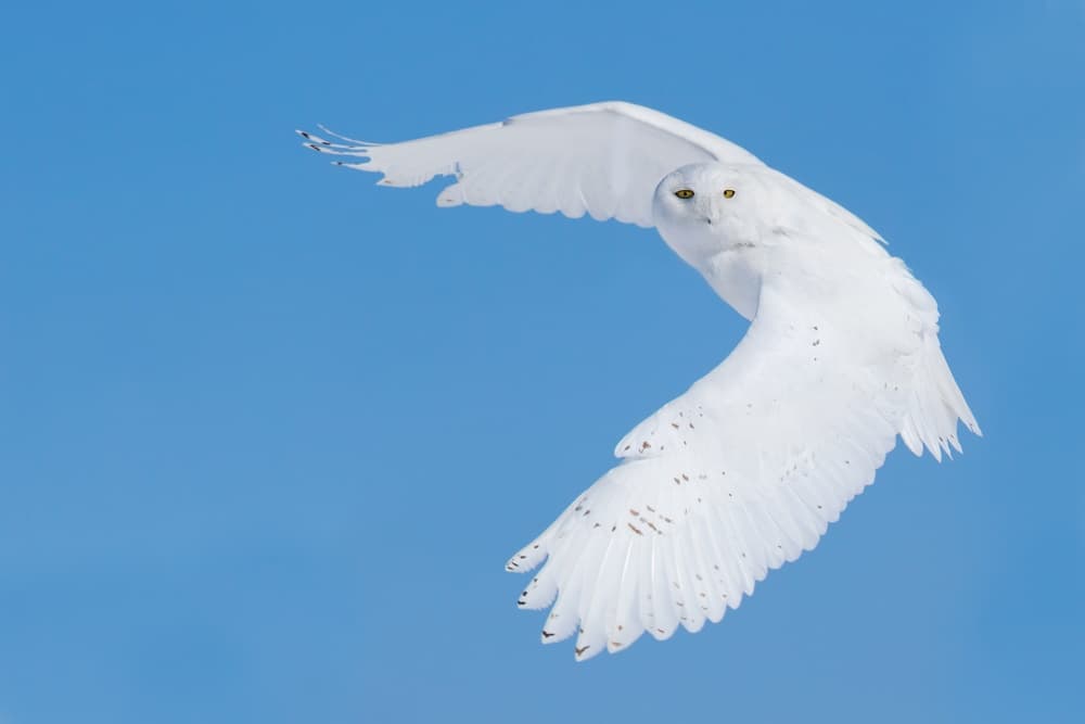 Flying Snowy Owl by Mircea Costina — canvas wall art