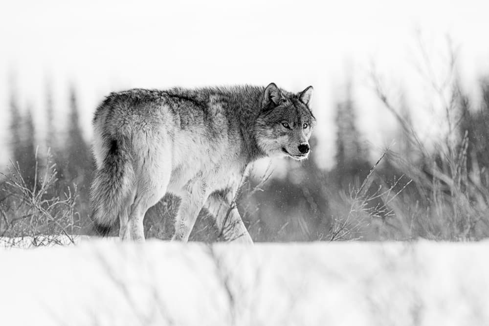 Watchful Winter Wolf by Siyu_Wei APA — canvas wall art