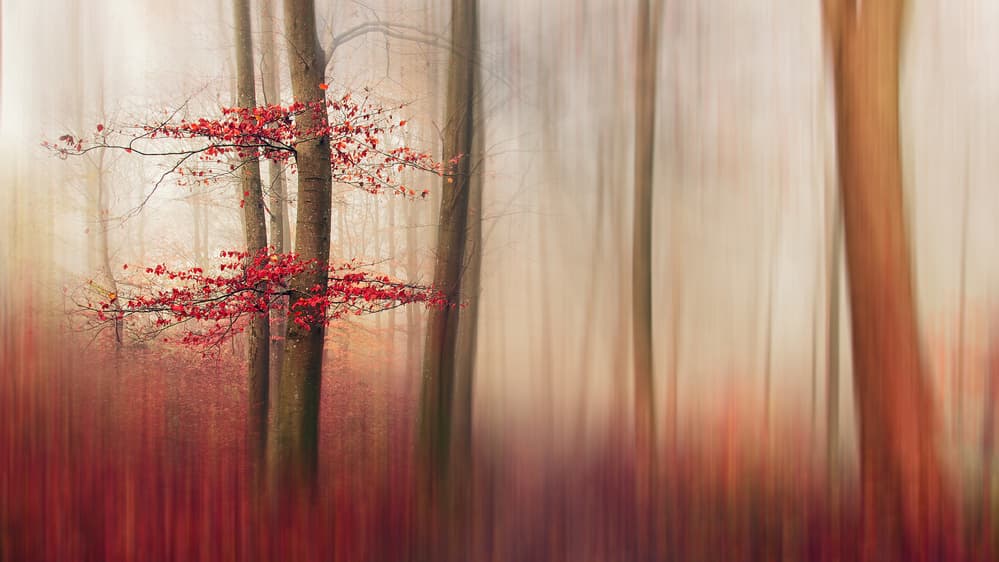 Vibrant Red Forest by Leif Løndal — canvas wall art