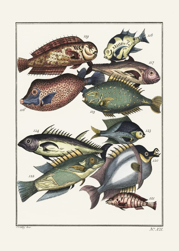 Exotic Fish (1767) By J V Schley by Pictufy — canvas wall art