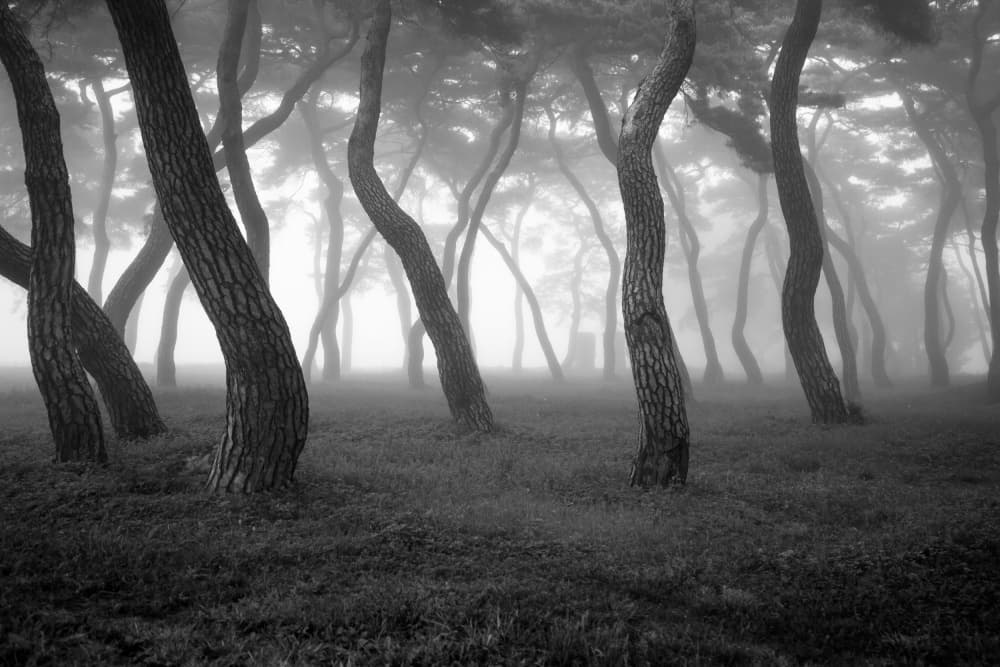 Curved Pines in Fog by MIN CHEOL KIM — canvas wall art