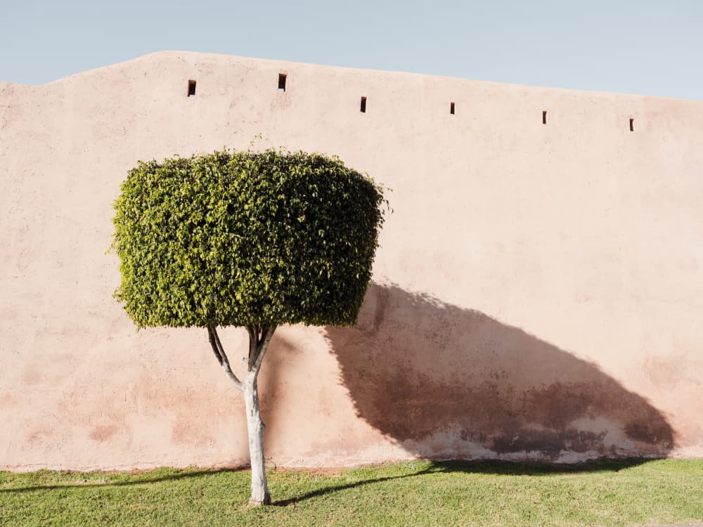 Tree Shadow on Pink Wall by Photolovers — canvas wall art