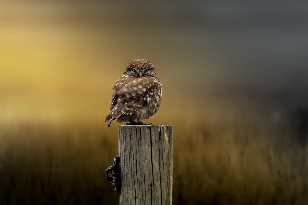 Pensive Little Owl by Gert J ter Horst — canvas wall art