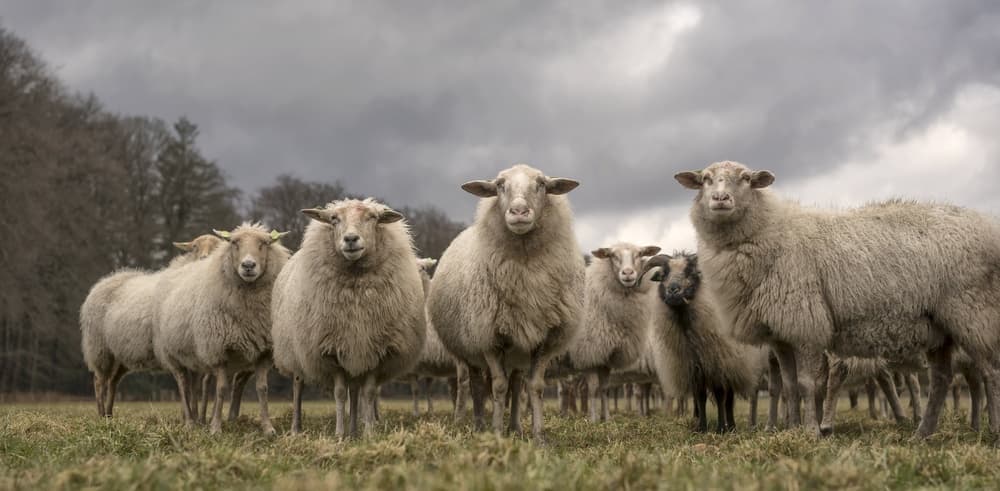 Curious Sheep Flock by Gert van den Bosch — canvas wall art