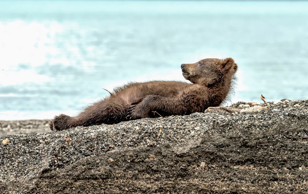 Beach Bear Cub Relaxing by Giuseppe DAmico — canvas wall art