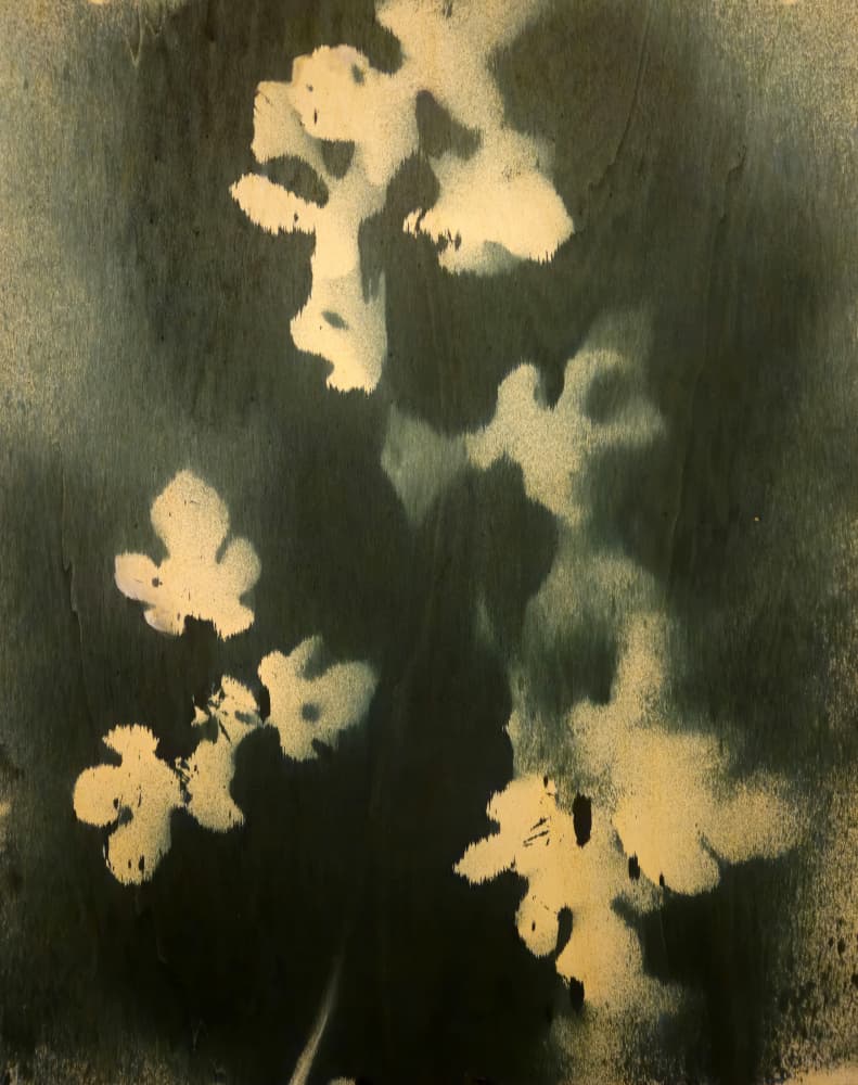 Indigo Botanical Study by Stefano Mazzolini — canvas wall art