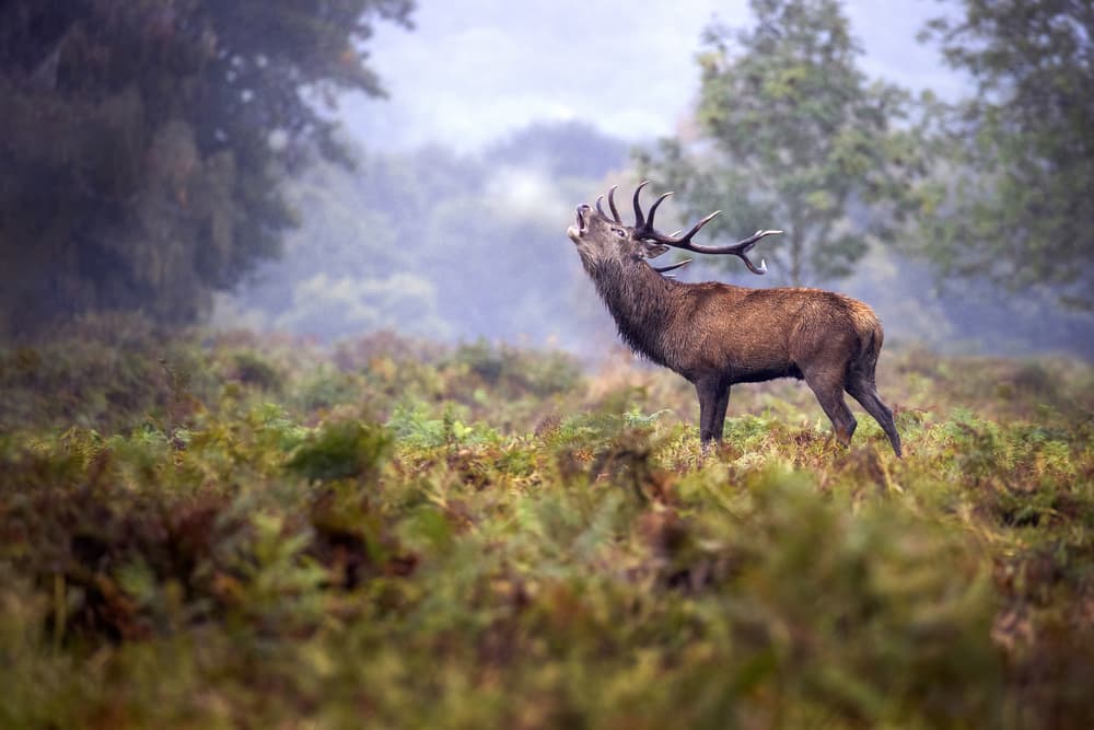 Roaring Red Stag in Mist by Marco Redaelli — canvas wall art