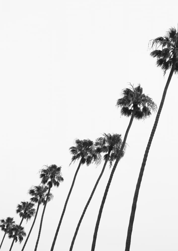 Tall Palm Parade by Shot by Clint — canvas wall art