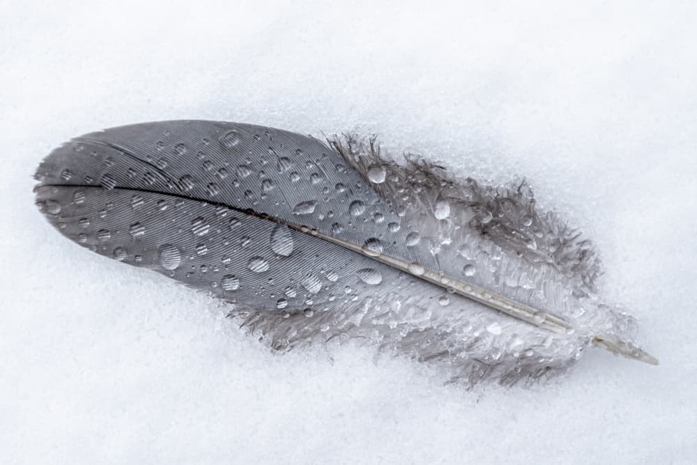 Frozen Feather Drops by Lars Hylleberg — canvas wall art
