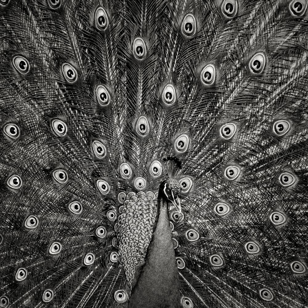Majestic Peacock Display by Christian Meermann — canvas wall art