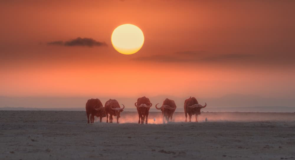 Golden Hour Buffalo Herd by MIN LI — canvas wall art