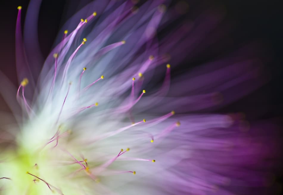 Soft Purple Bloom