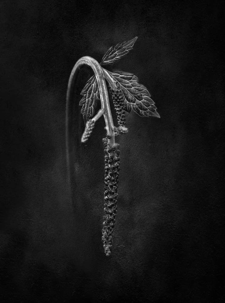 Monochrome Botanical Study by Jutta Kerber — canvas wall art