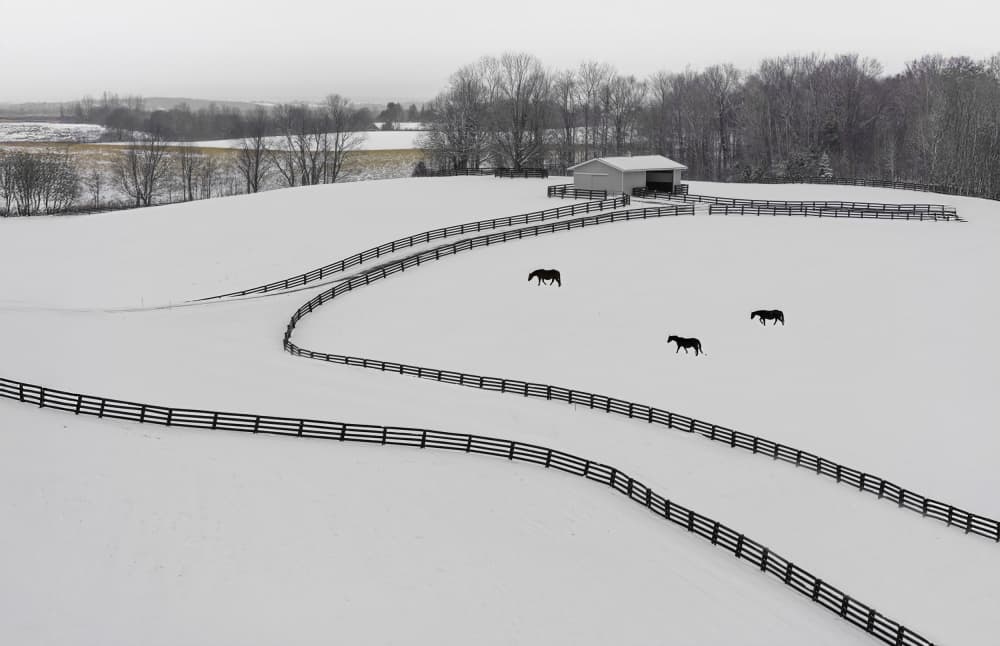 Snowy Farm Horses by Larry Deng APA — canvas wall art