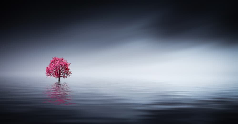 Serene Pink Tree Reflection by Bess Hamiti — canvas wall art