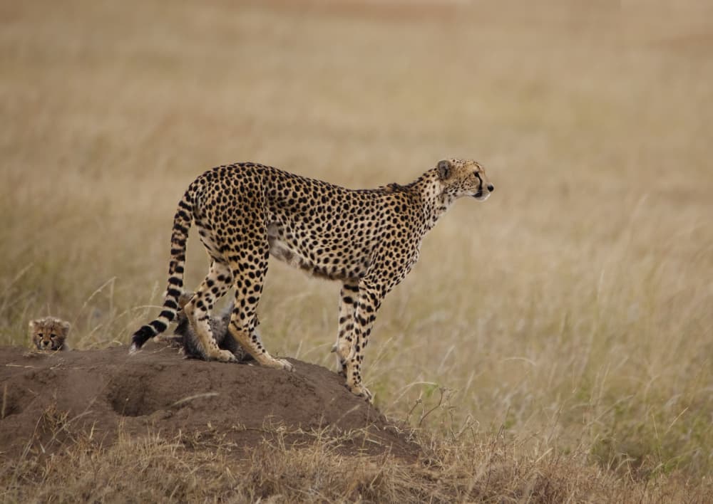 African Cheetah And Cub by Saurabh Dhanorkar — canvas wall art