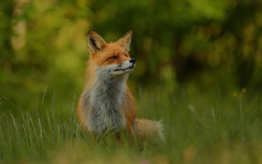 Watchful Forest Fox by Assaf Gavra — canvas wall art