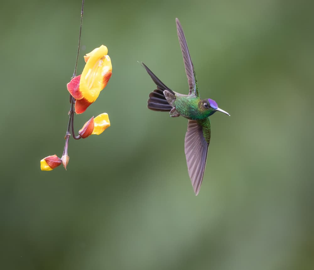 Green Hummingbird Blooms by Eugene Zhu — canvas wall art