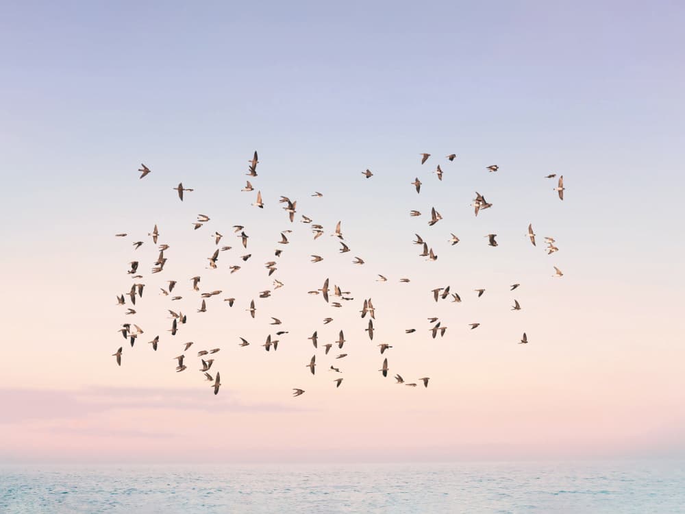Sunset Flight by Kathrin Pienaar — canvas wall art