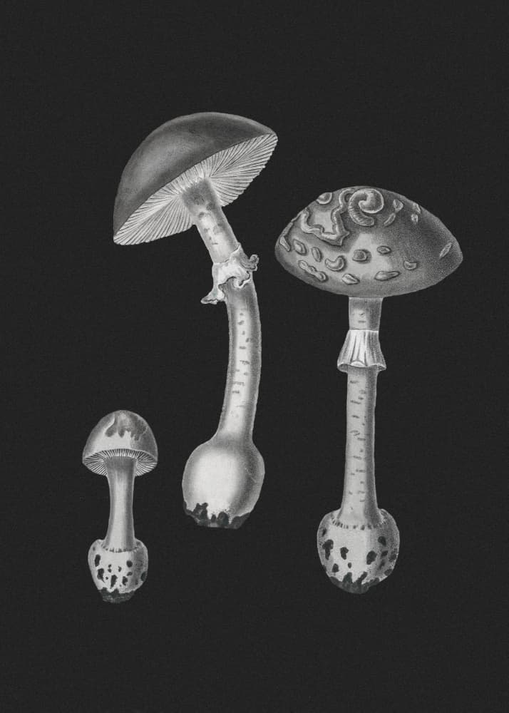 Amanita Muscaria  Black Backgound BW by John Stephenson and James Morss Churchill — canvas wall art