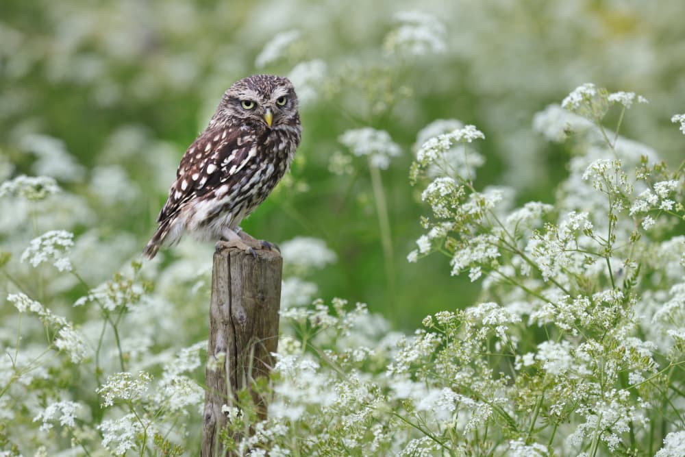 Watchful Owl Among Flowers by Henk Langerak — canvas wall art