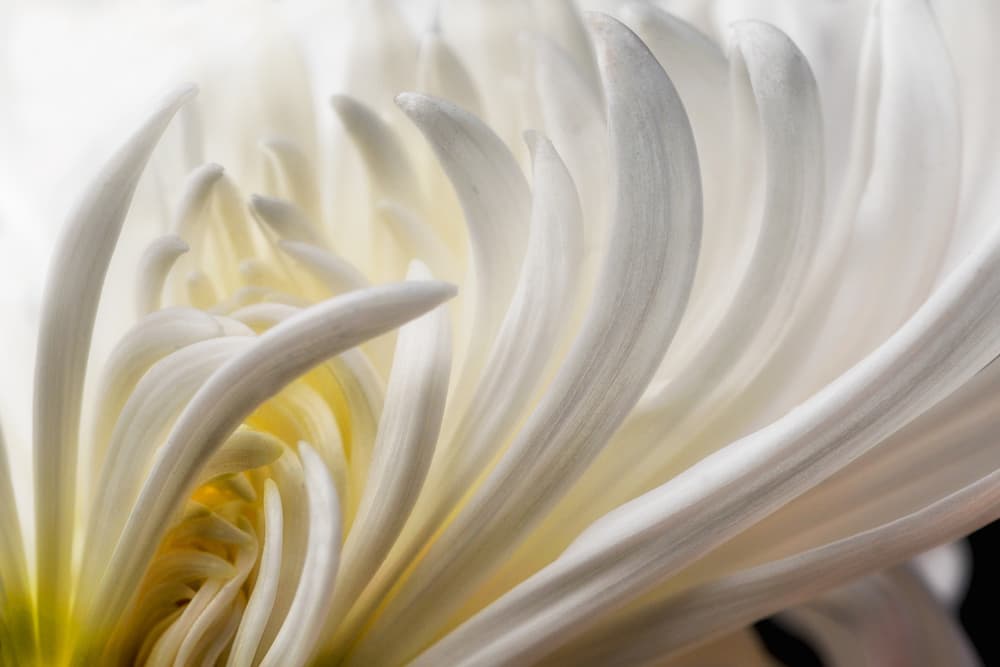 Delicate White Bloom by David Rothstein — canvas wall art