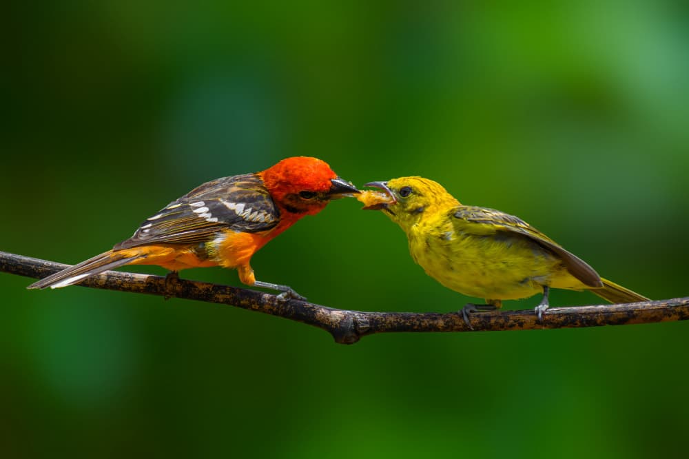 Vibrant Birds Feeding by Mike He — canvas wall art