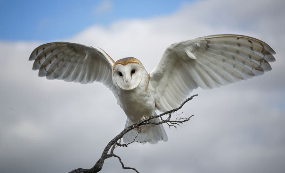 Barn Owl Taking Flight by Barbara A. Fletcher — canvas wall art
